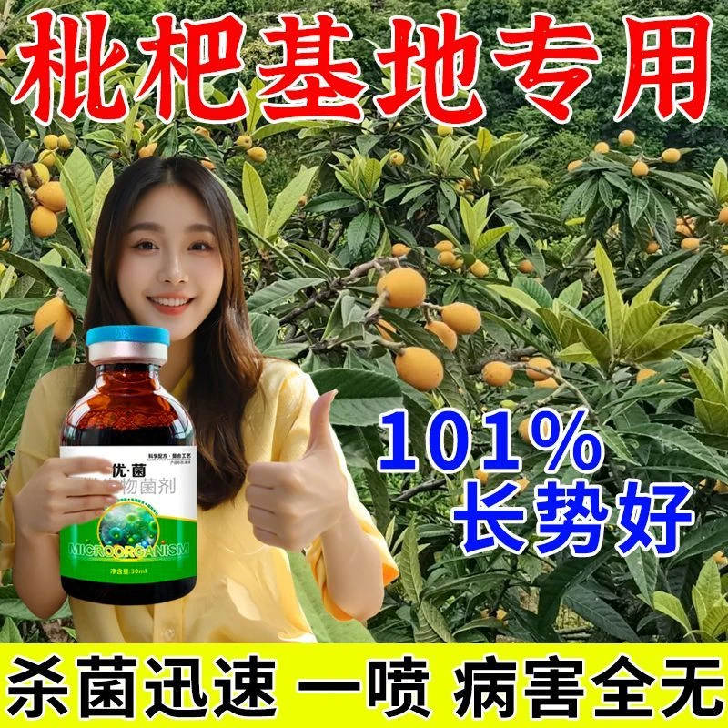 枇杷树病害清枇杷病专用药炭疽病栓皮病腐烂病烟煤病专用肥料