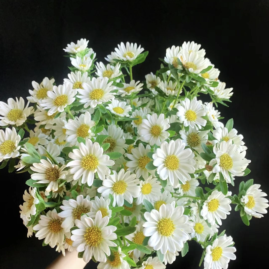 迷你菊【任意4扎花一个运费】