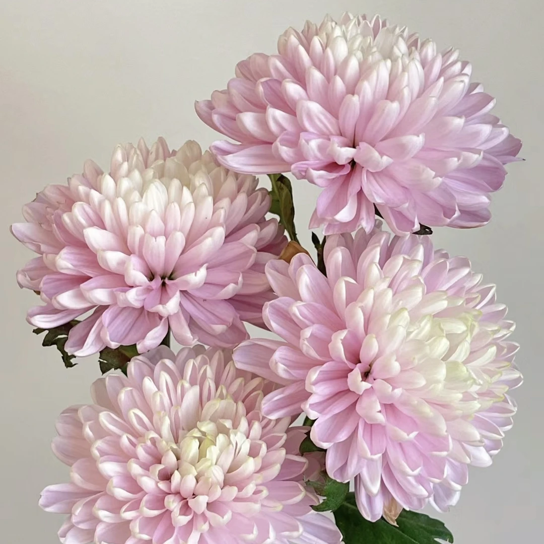 安娜菊 烟花菊【任意4扎花一个运费】