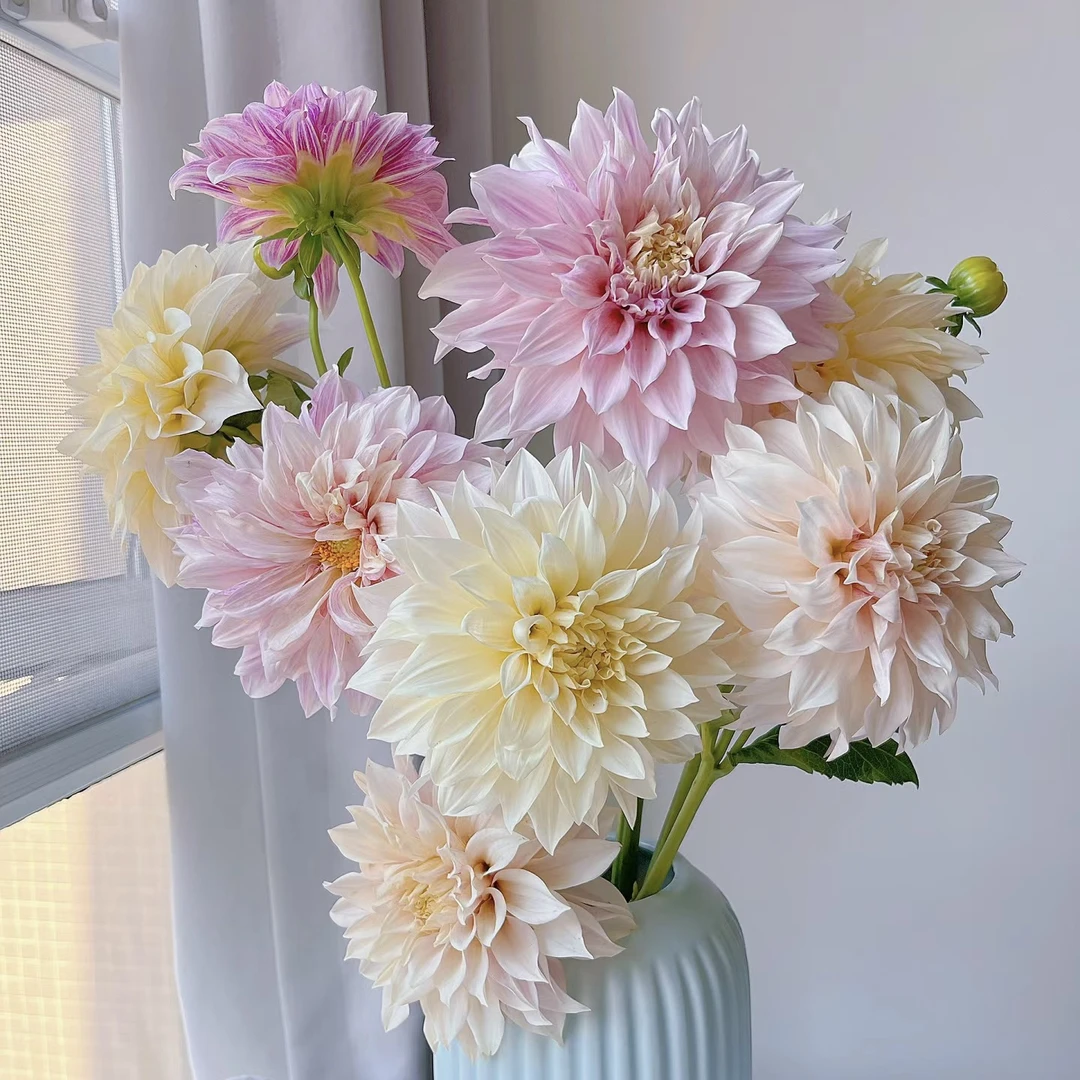 大丽花【任意4扎花一个运费】