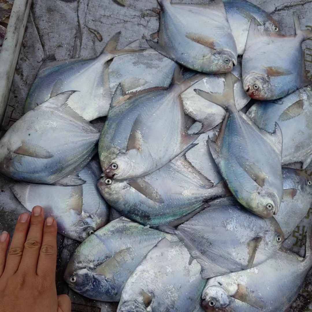 青岛小船新鲜海捕鱼类现场定