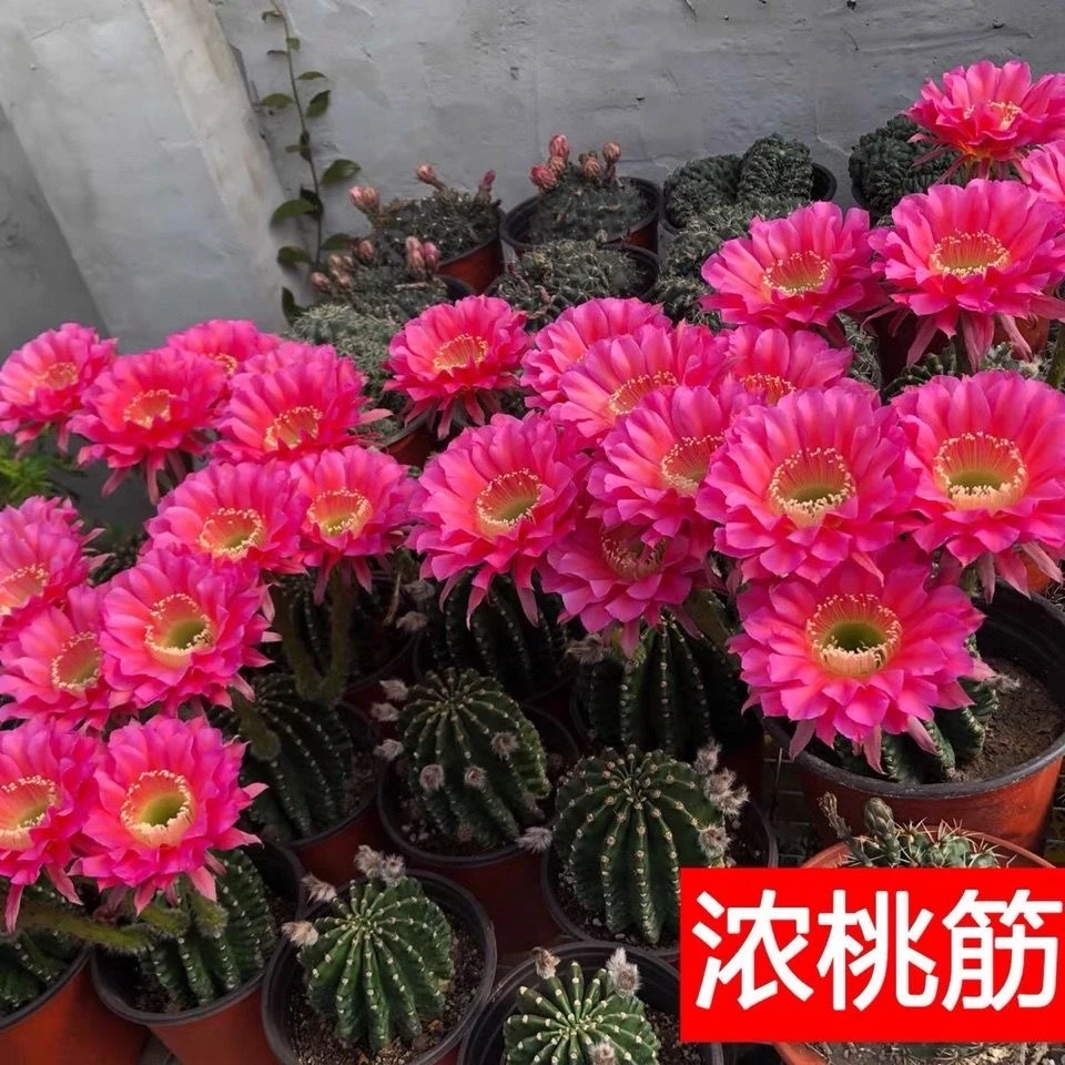 彩草仙人球席克氏多花浓桃筋新手盆栽开花好养吸甲醛防辐射