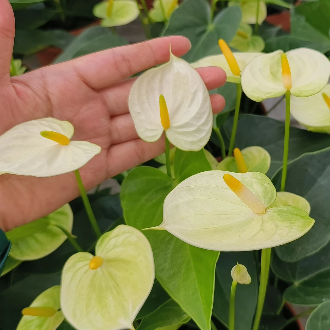 红掌【婉妮拉-水培4棵苗】黄掌12朵花左右原盆原土基地直发
