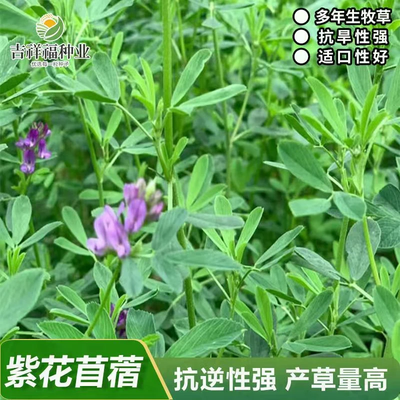 紫花苜蓿《净籽连续收割牧草 再生高产 营养价值丰富 青绿饲料