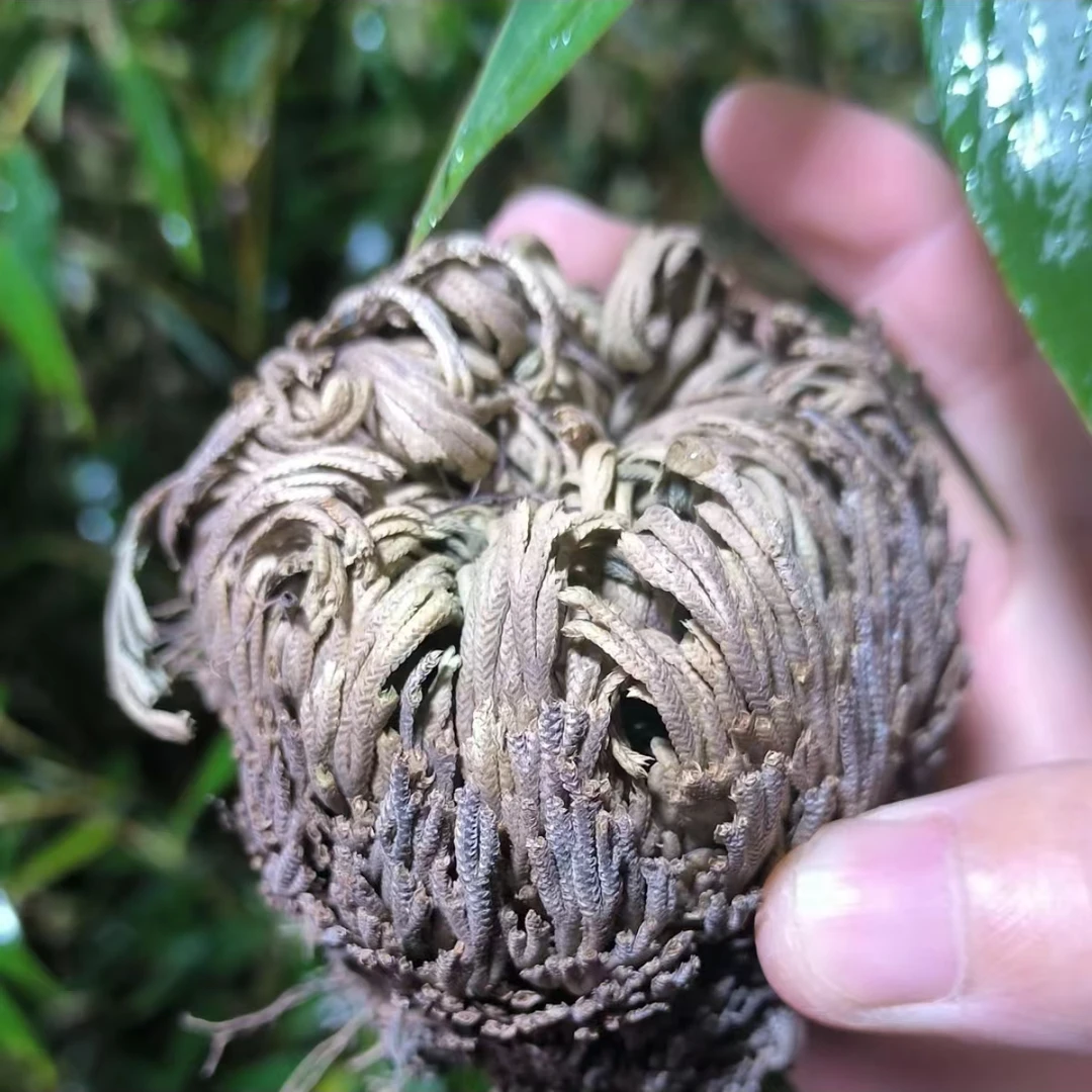 【永-恒-草】净含量:500g--1000g【现收山货】