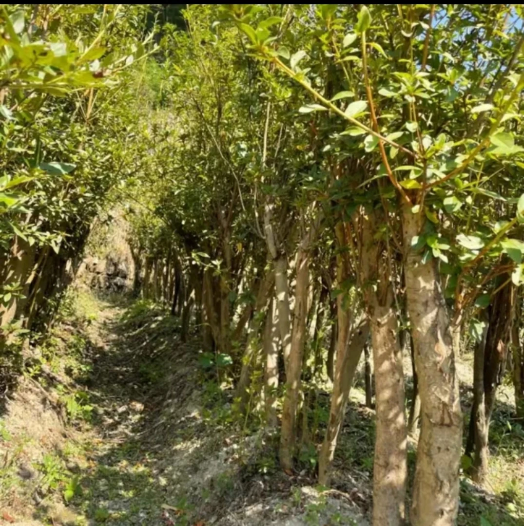 无品牌映上红小盆栽一拍一付