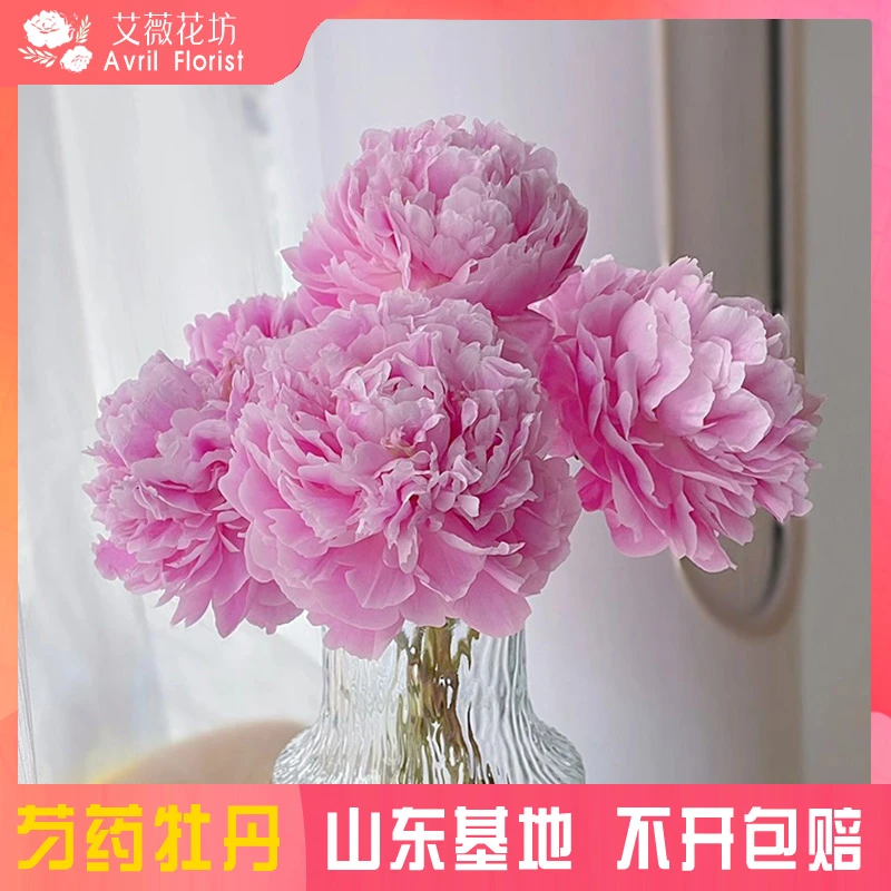 【艾薇-多头荔枝】芍药鲜切花 精品大芍药鲜花山东基地直发芍药插花