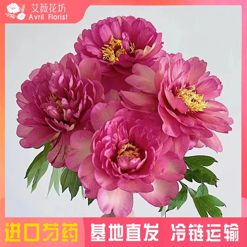 【现货-伊藤希拉里】芍药鲜切花 精品大芍药鲜花 山东基地直发 芍药