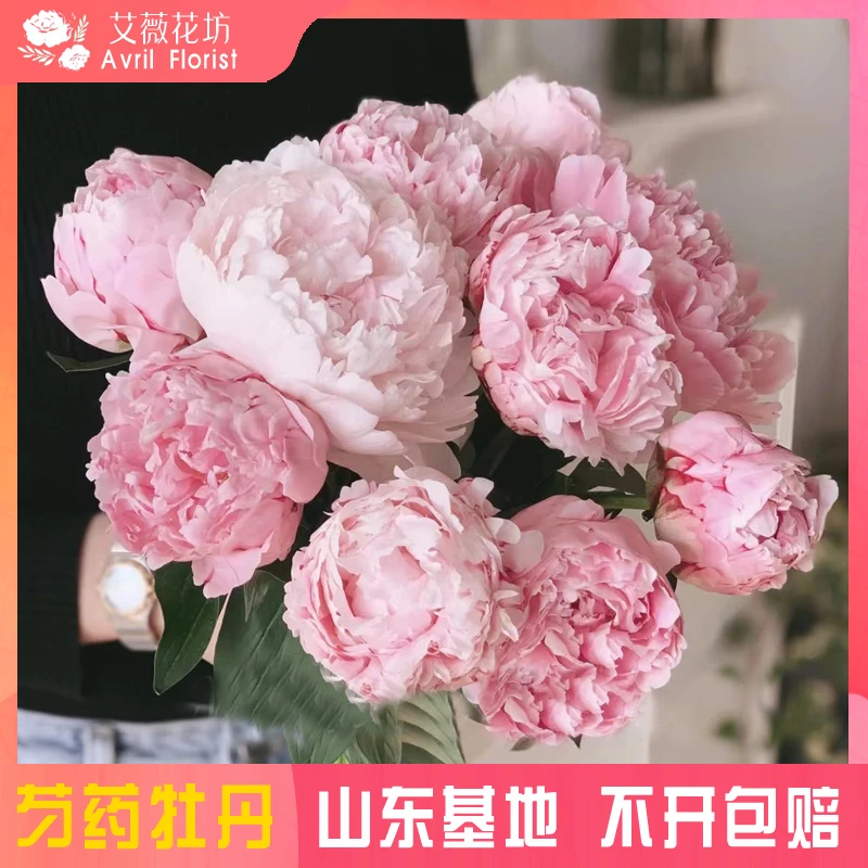 【艾薇-莎拉】芍药鲜切花 精品大芍药鲜花山东基地直发家居芍药插花
