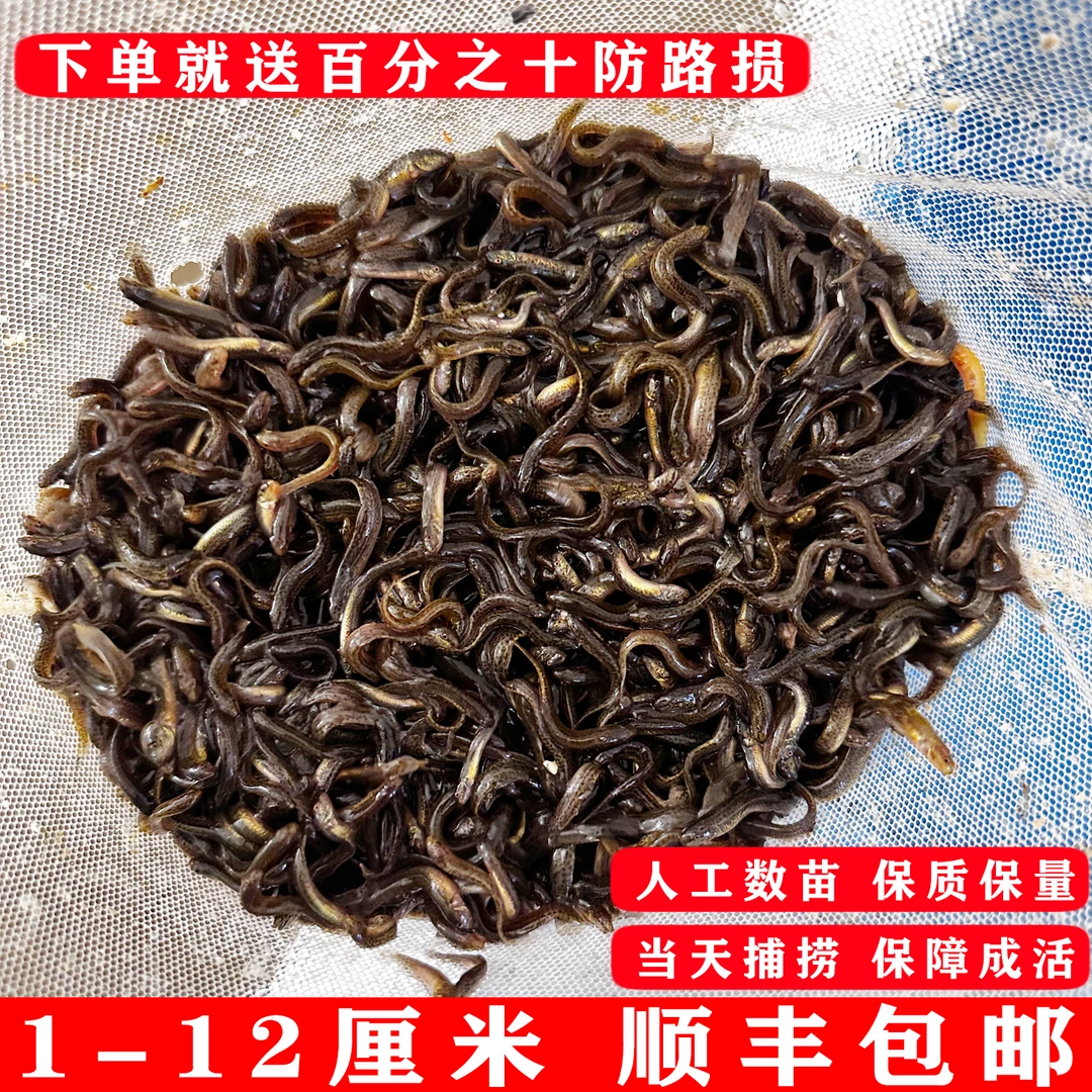优质泥鳅苗乌龟龙鱼观赏鱼鲜活鱼饲料筏钓路亚泥鳅苗鲜活养殖天然