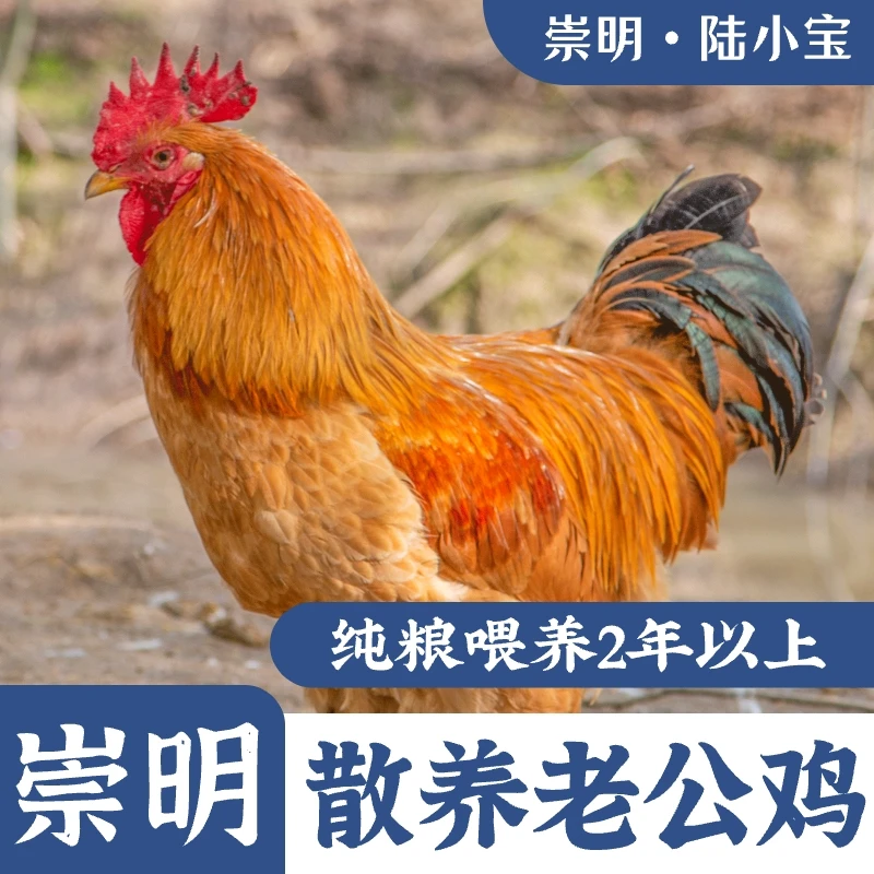 农家散养老公鸡 老公鸡 公鸡 杀好2斤左右