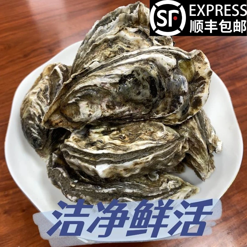 【大龙亲选】新鲜海蛎子（生蚝）五斤鲜活到家