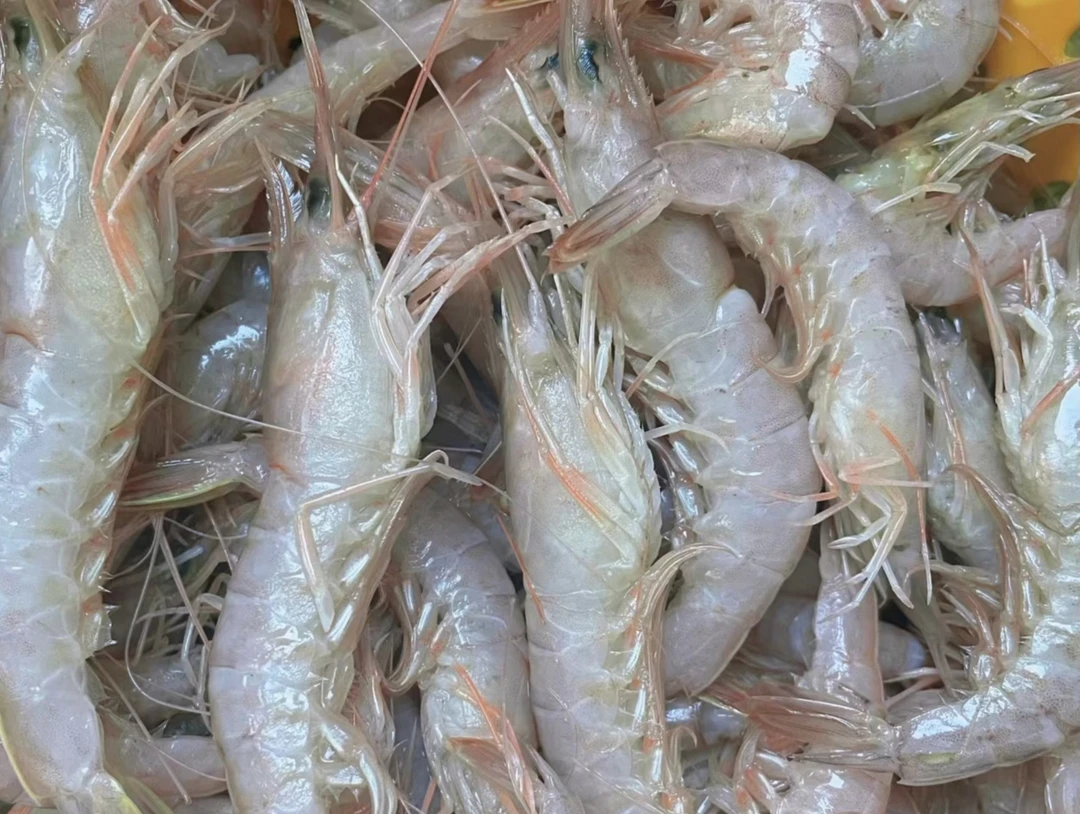 【大龙亲选】新鲜蛎虾 顺丰包邮2