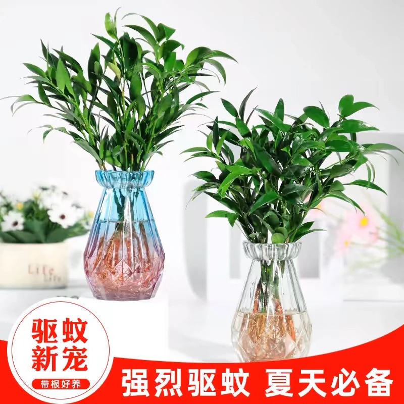 水培植物新宠驱蚊竹柏盆栽富贵竹驱蚊草花卉植物室内绿植水养植物