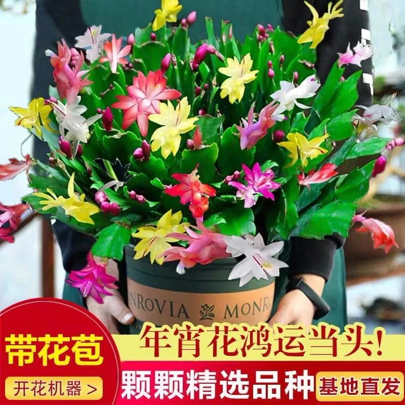 蟹爪兰盆栽带花苞多色重瓣易活花卉室内阳台螃蟹抓花四季开花植物