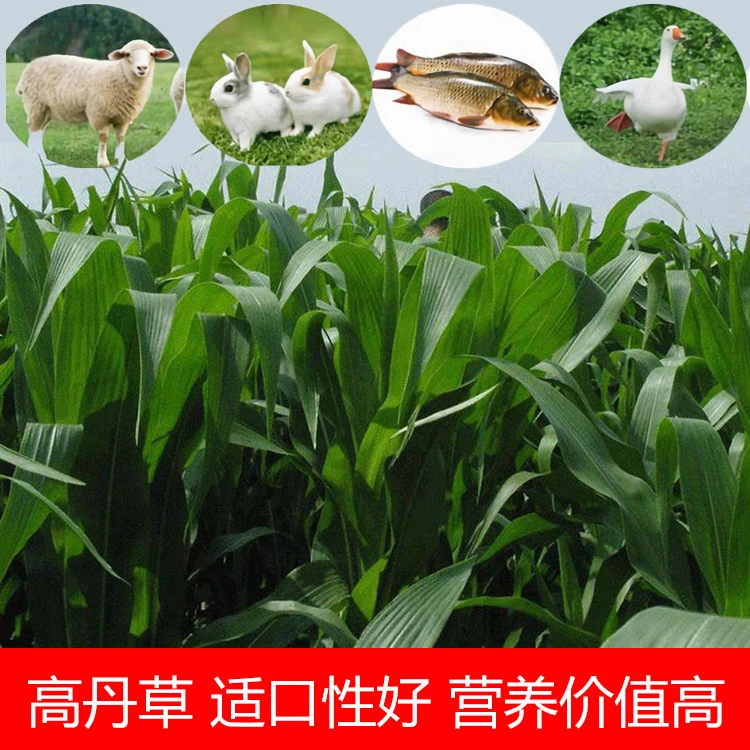 高丹草种子优质高产阔叶亩产杂交牧草籽鸡鸭鹅马牛羊猪兔鱼草籽
