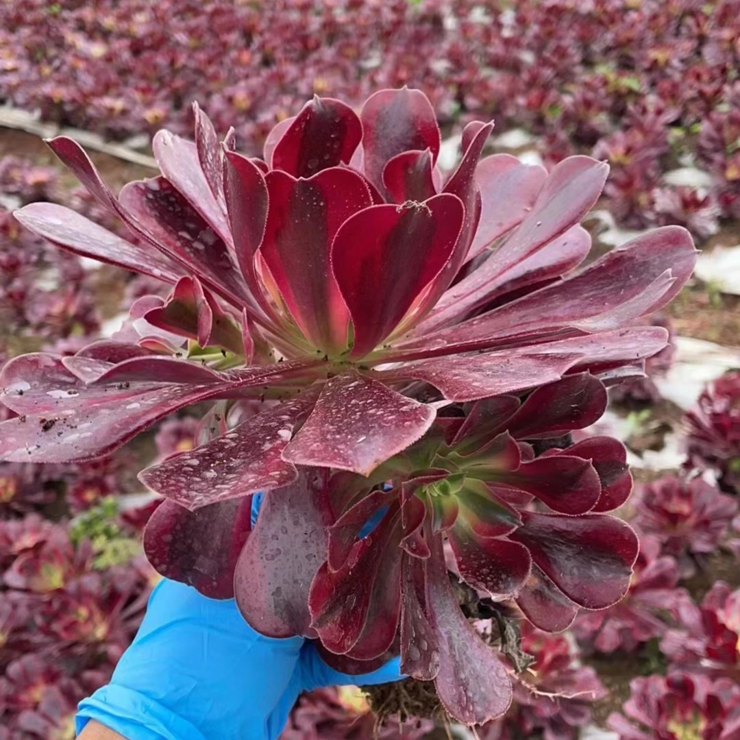 4号棚单头美杜莎 精品多肉