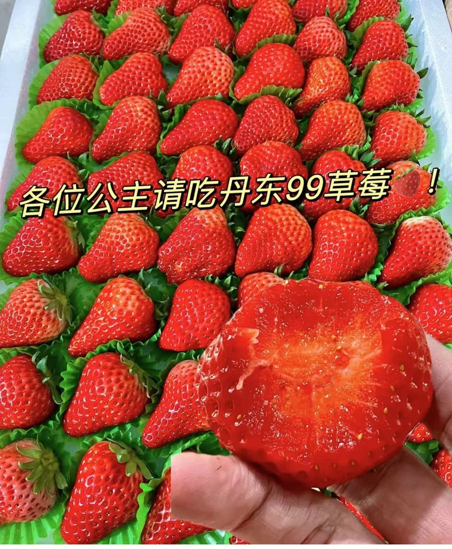 【壹壹生鲜同城配送】丹东九九草莓1板（4斤左右）