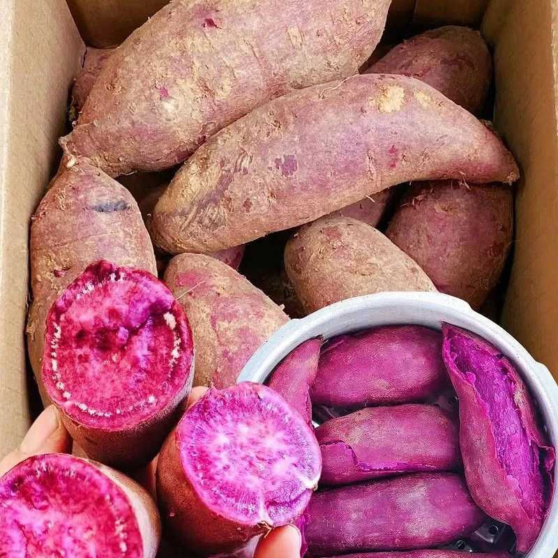 山西紫薯新鲜红薯临汾自家种植紫罗兰紫薯番薯地瓜粗粮