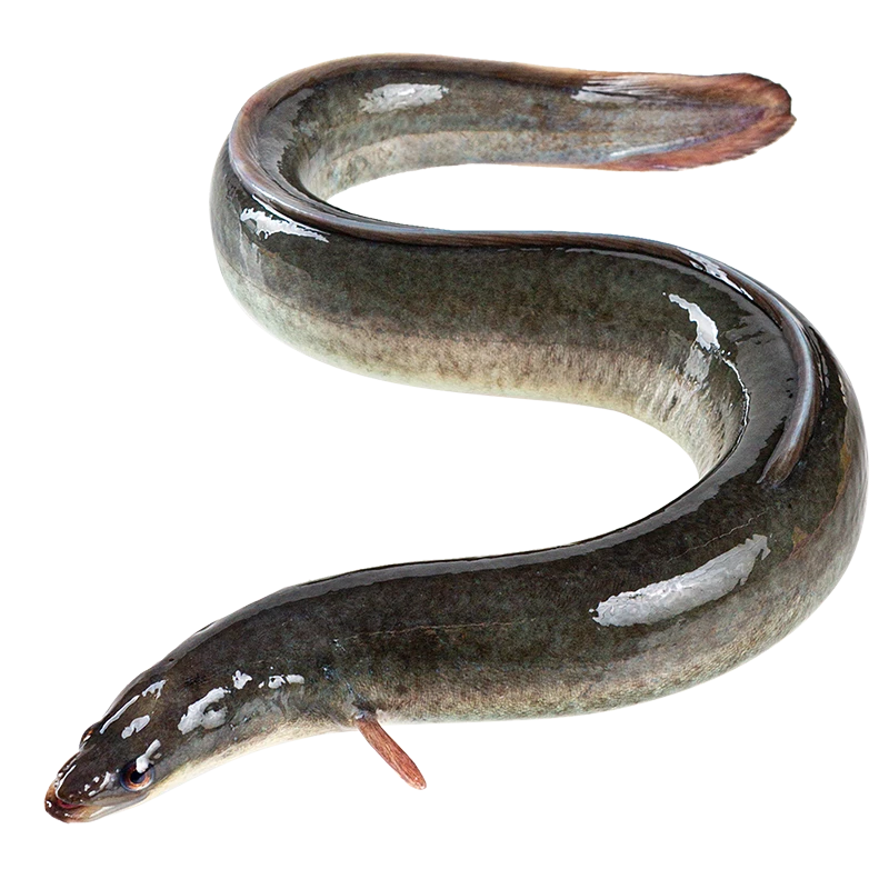 鲜活河鳗400-500g/条（活鱼现杀不可退，宰杀后约失重10~20%）