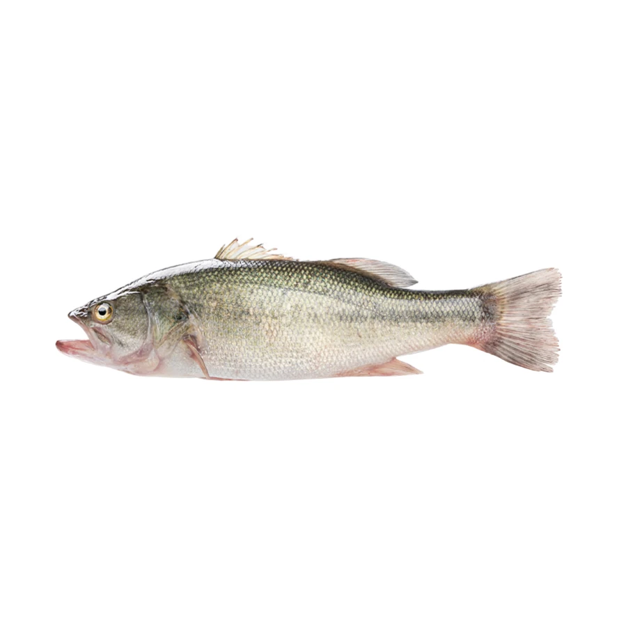 【鲜活现杀】淡水瓜淡水鲈鱼300-400g/条（活鱼现杀不可退，宰杀后约失重20~30%）鲈