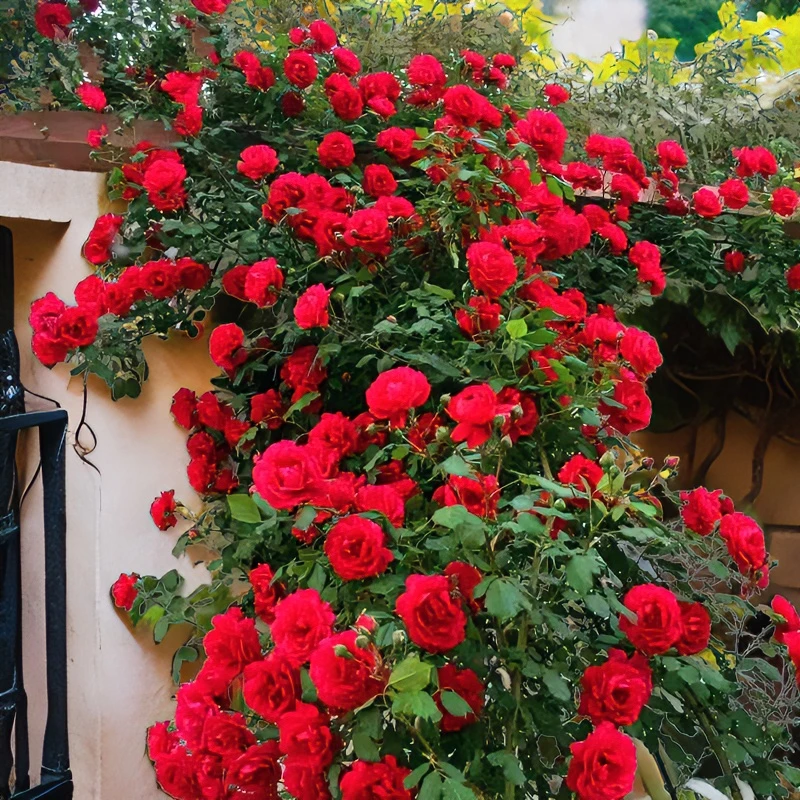 ·藤本月季爬墙，红木香，新疆 部分地区200包邮