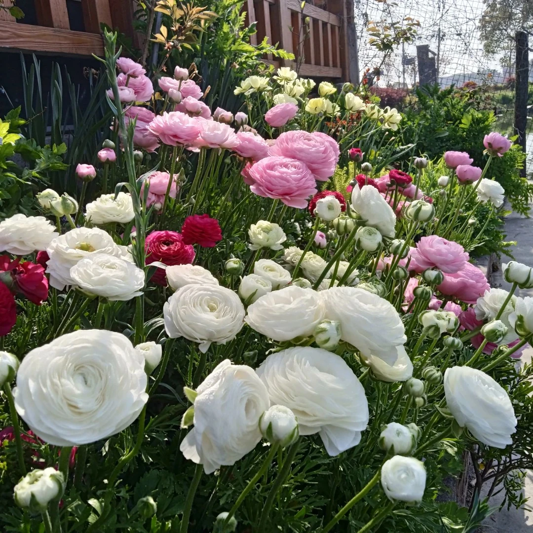 花毛茛种球（洋牡丹）芹叶牡丹 多年生