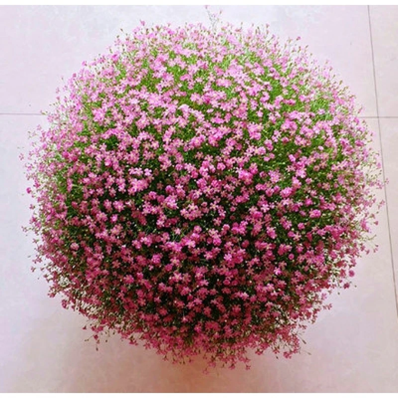 满天星圆锥石头花春播盆栽植物花卉四季室内花草籽易种