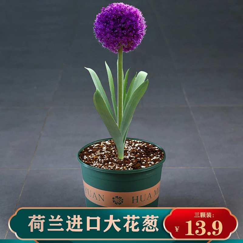 荷兰进口大花葱种球盆栽花卉植物当年开花耐寒易活室内外庭院地栽