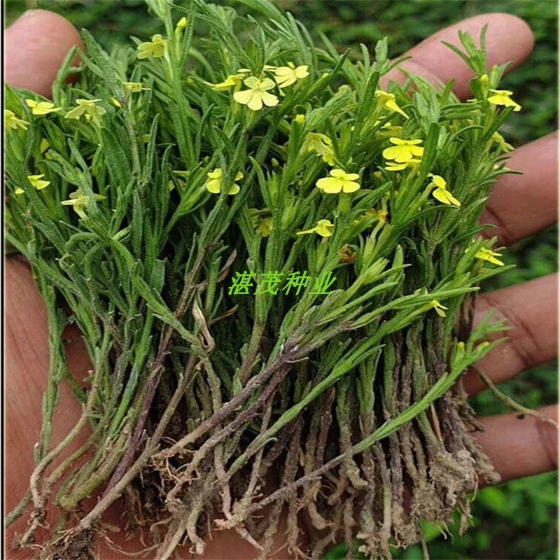 独脚金种子籽疳积野生草种籽独脚疳黄花草清米虫阳台庭院四季播种