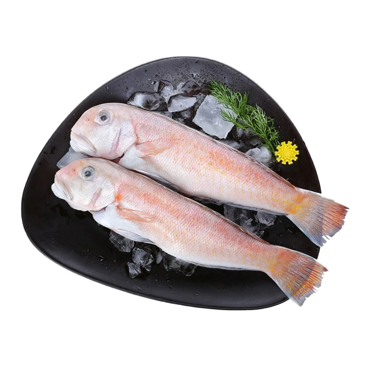 甄选马头鱼1斤5-6条海钓活鱼速冻深海鱼顺丰冷链处理去鳞保鲜