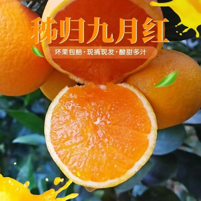 【夏耦合专属】湖北秭归九月红脐橙3/5/9斤新鲜爆汁细腻无渣现采