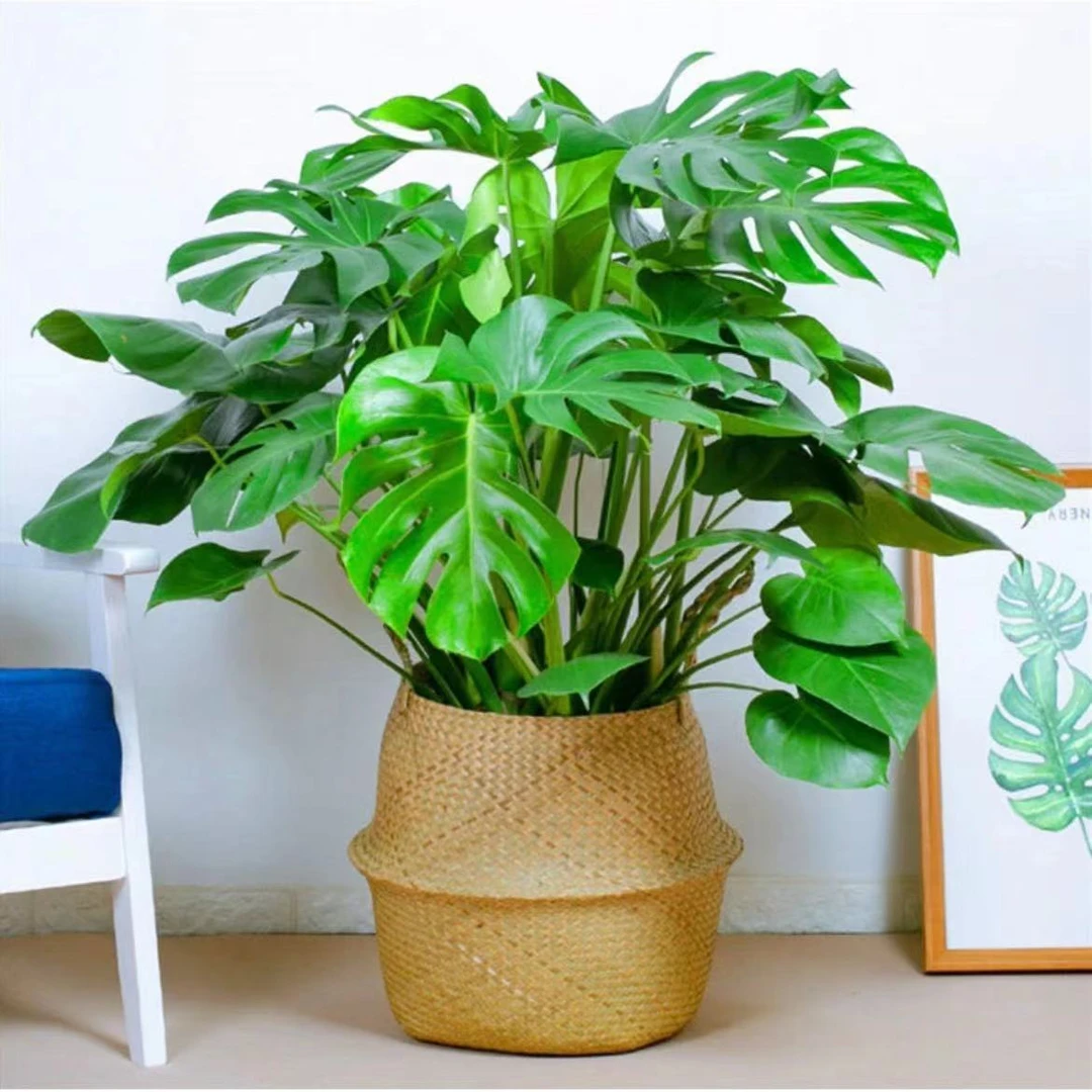 [花卉易]精品龟背竹室内绿植