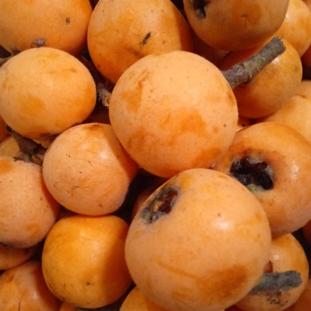 贵州本地枇杷农家种植当季枇杷自种成熟新鲜现摘现发