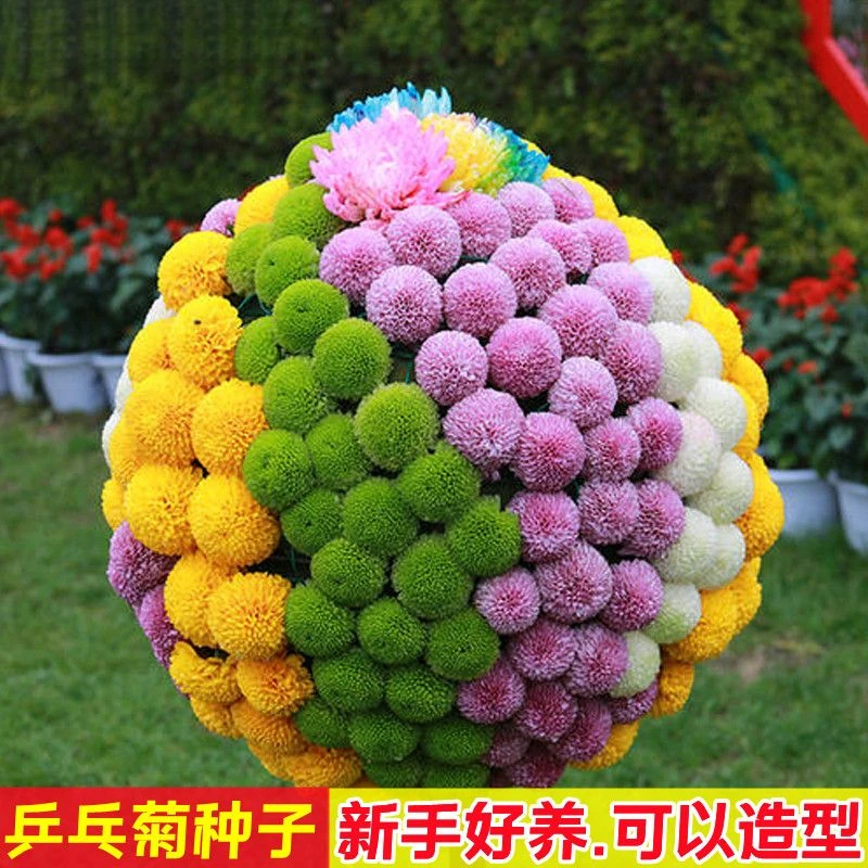 易爆盆乒乓菊花种子室内外庭院四季开花不断种阳台盆栽植物种籽子