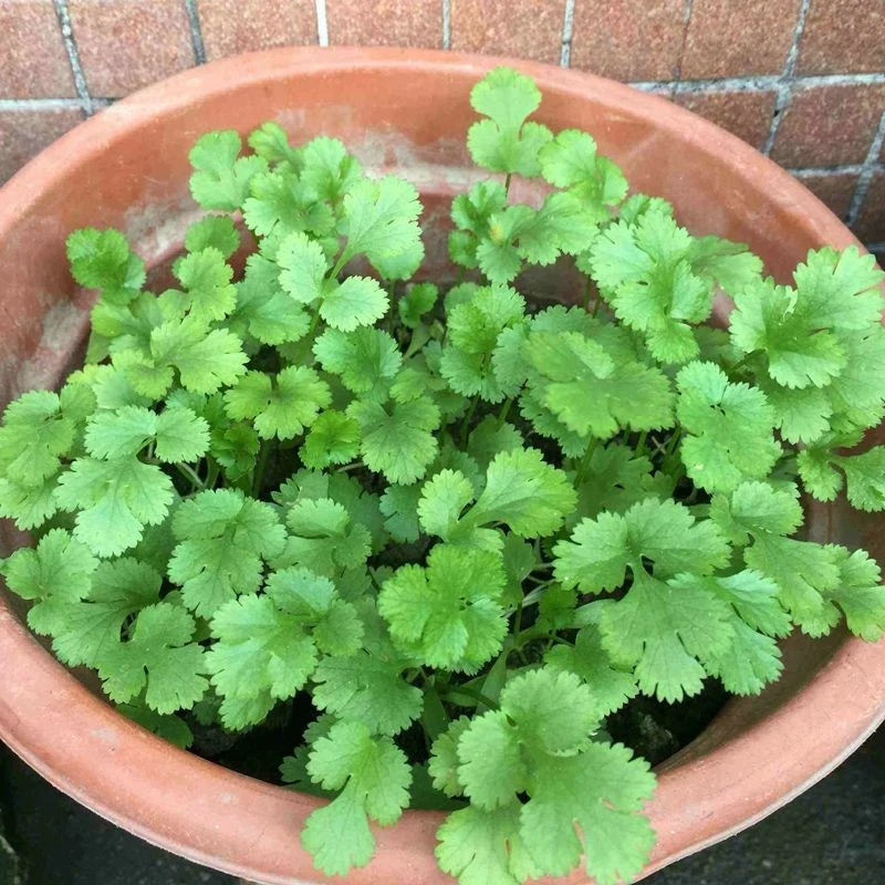 正宗香菜种子四季种香菜新鲜蔬菜家庭阳台盆栽香菜蔬菜种子大全