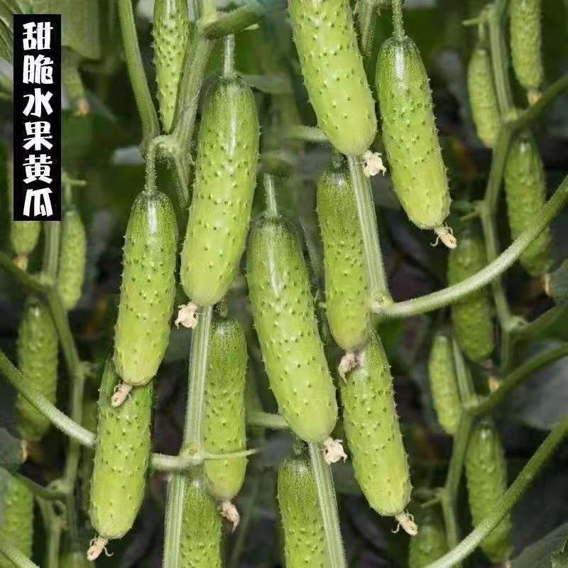 水果黄瓜种子秀丽旱黄瓜种子口感好品质好清香味浓菜种子