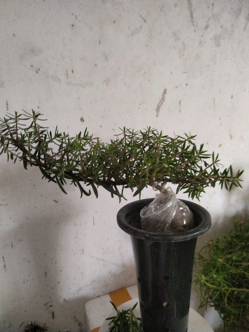 玫红王高杆长飘桩，高20厘米左右飘枝35厘米左右