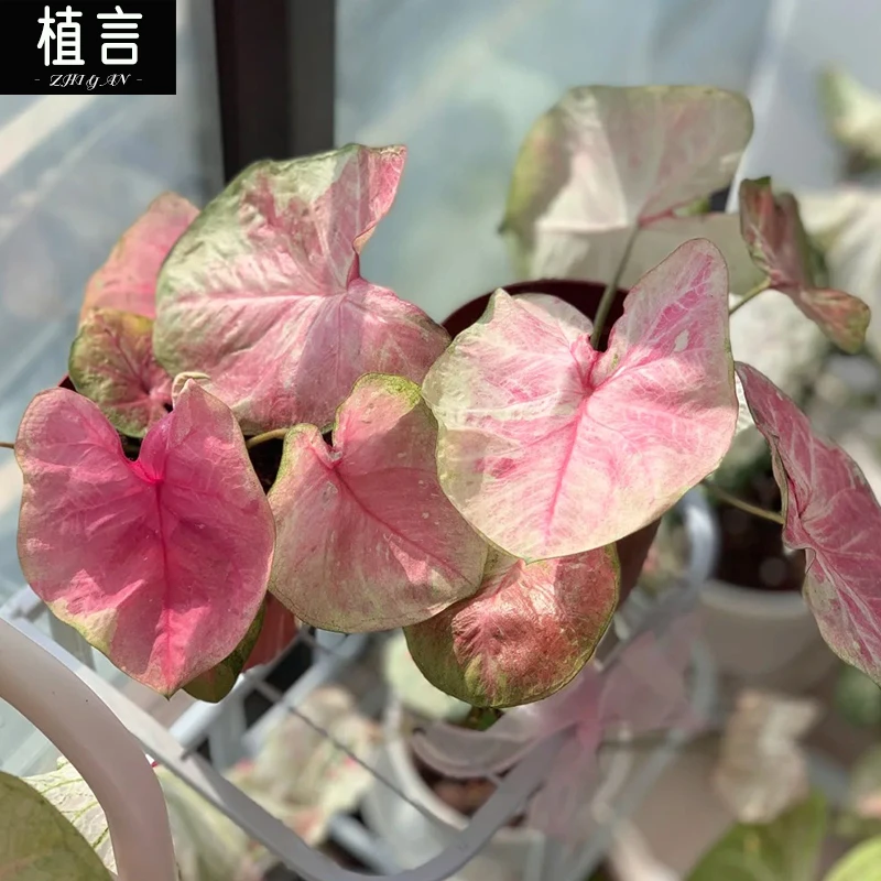 泰彩水蜜桃调色盘彩叶芋热带植物室内低温勿拍低于15度不适合养