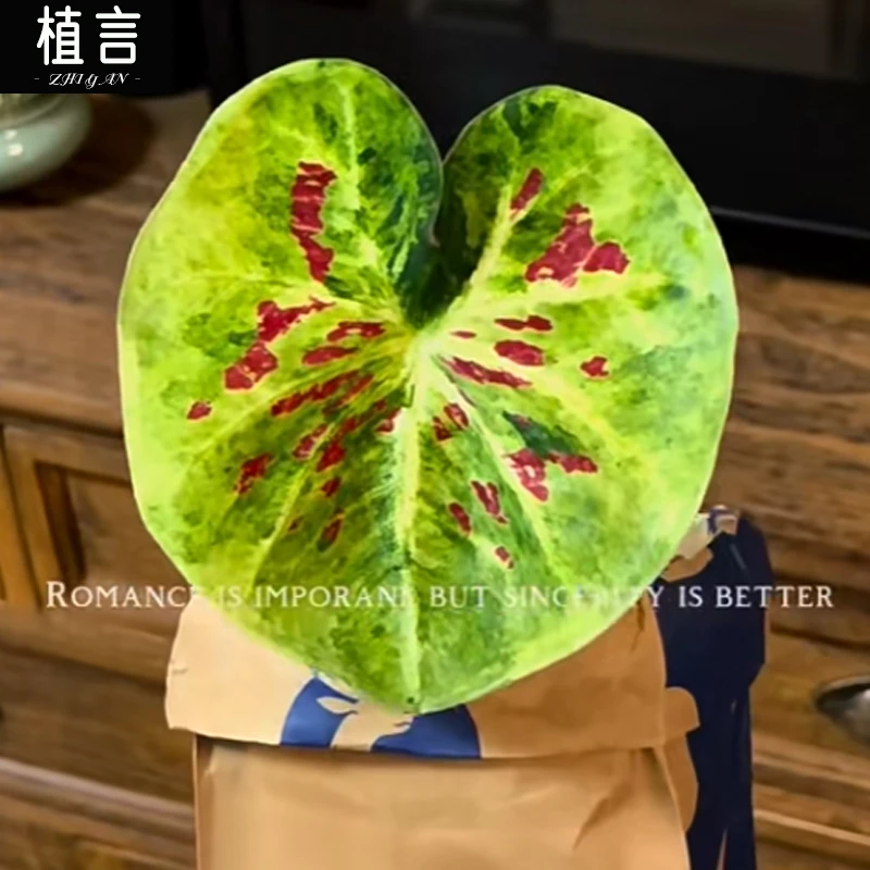 泰彩变异米兜抹茶红豆彩叶芋室内低温勿拍温度低于15度不适合养