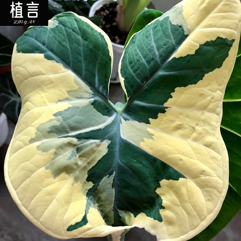 【直播福利】南美热带绿植米奇锦化绿植高颜值