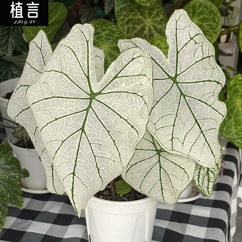 泰彩白色倾城彩叶芋热带植物室内低温勿拍温度低于15度不适合养
