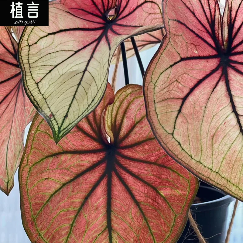 泰国星罗月彩叶芋室内热带绿植室内温度低于15度不适合养低温勿拍