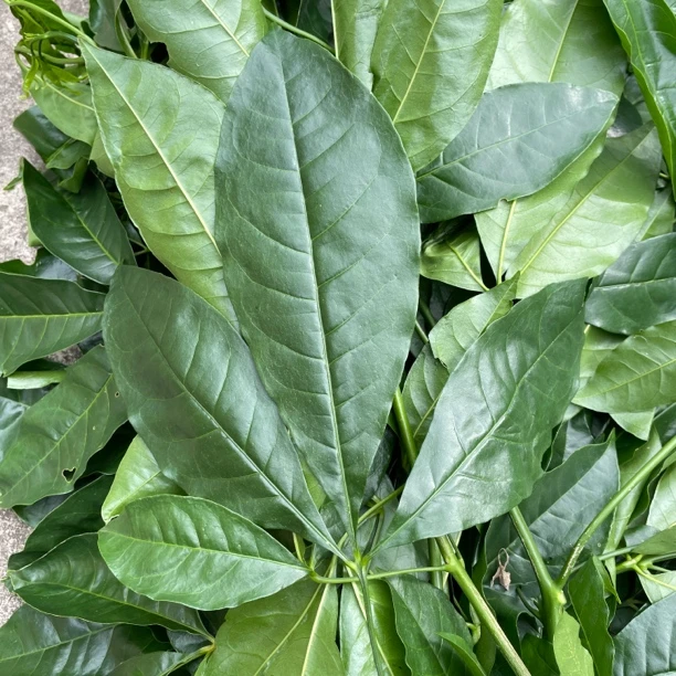 三丫虎、抹草、过伤风、走马风、风梢叶、鸡屎藤、鸡脚艾、五月艾、风姜