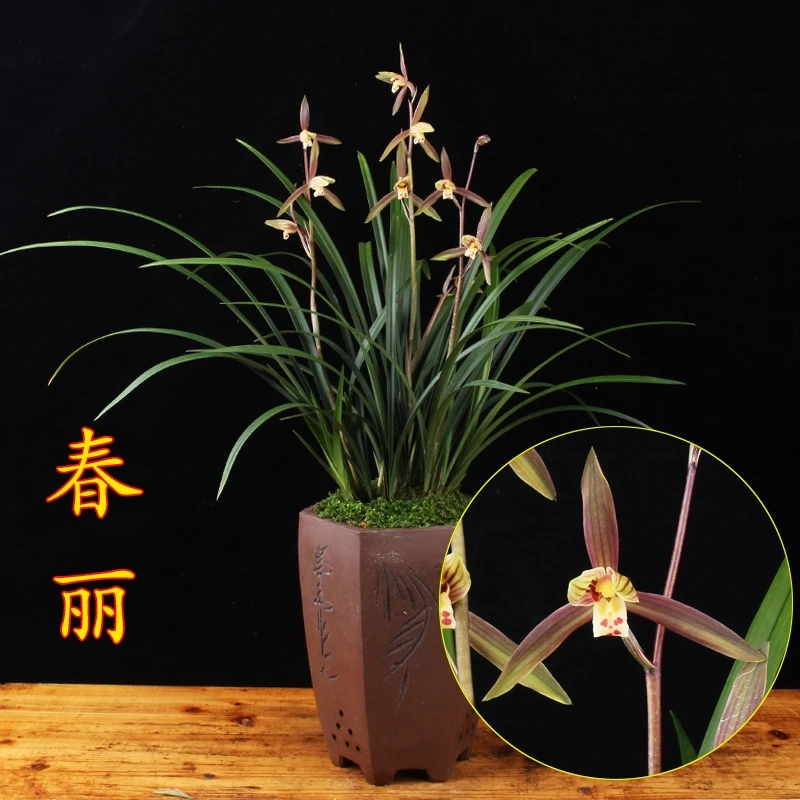 春兰兰花春丽兰花苗开花苗浓香兰草好养室内绿植花卉盆栽庭院客厅