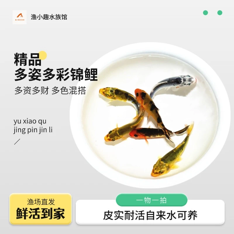 【精选锦鲤10-13厘米8条】多姿（资）多彩（财）鲜活观赏鱼渔场直发