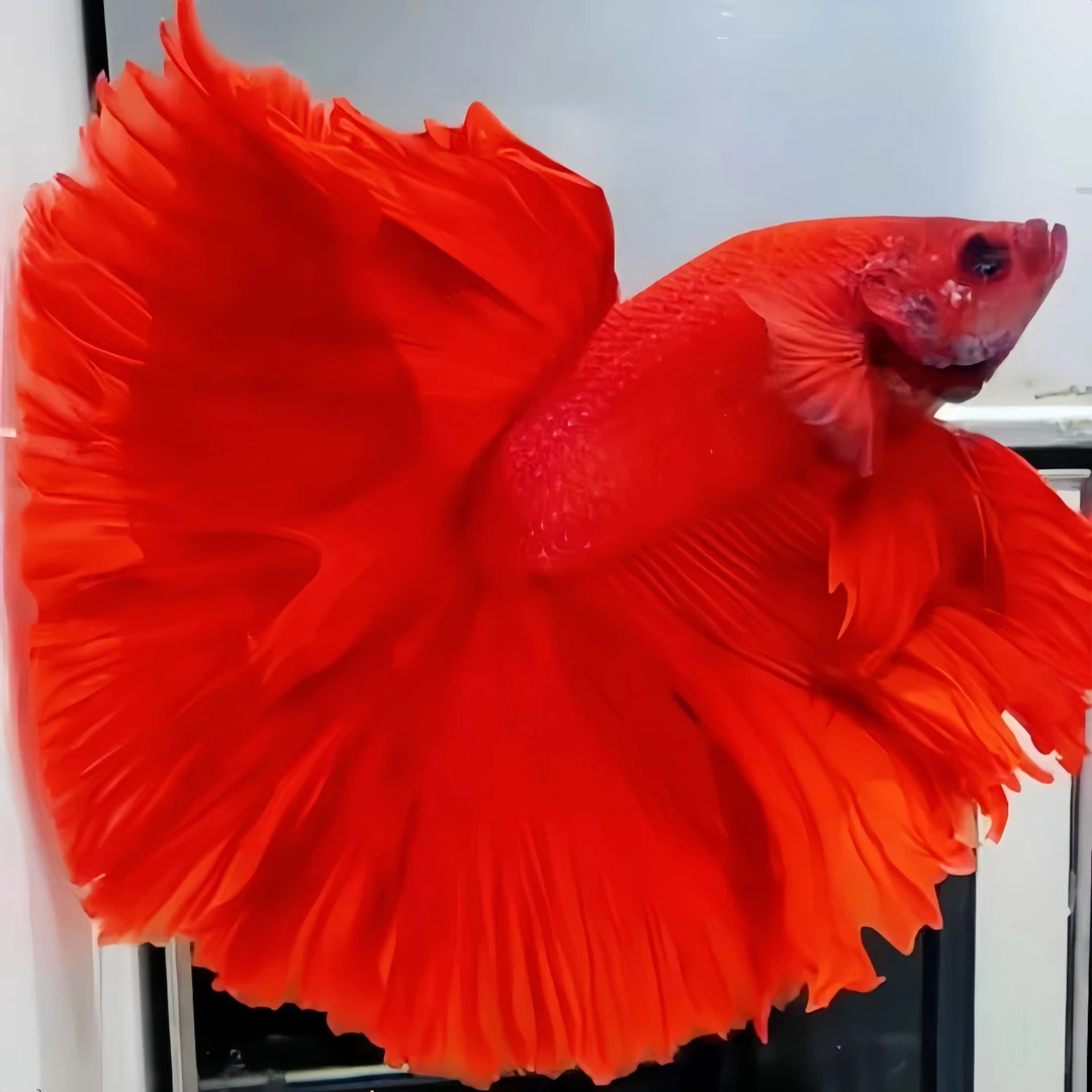 精品泰国斗鱼红色系半月网红宠物热带鱼观赏鱼好养耐活「超萌好物」