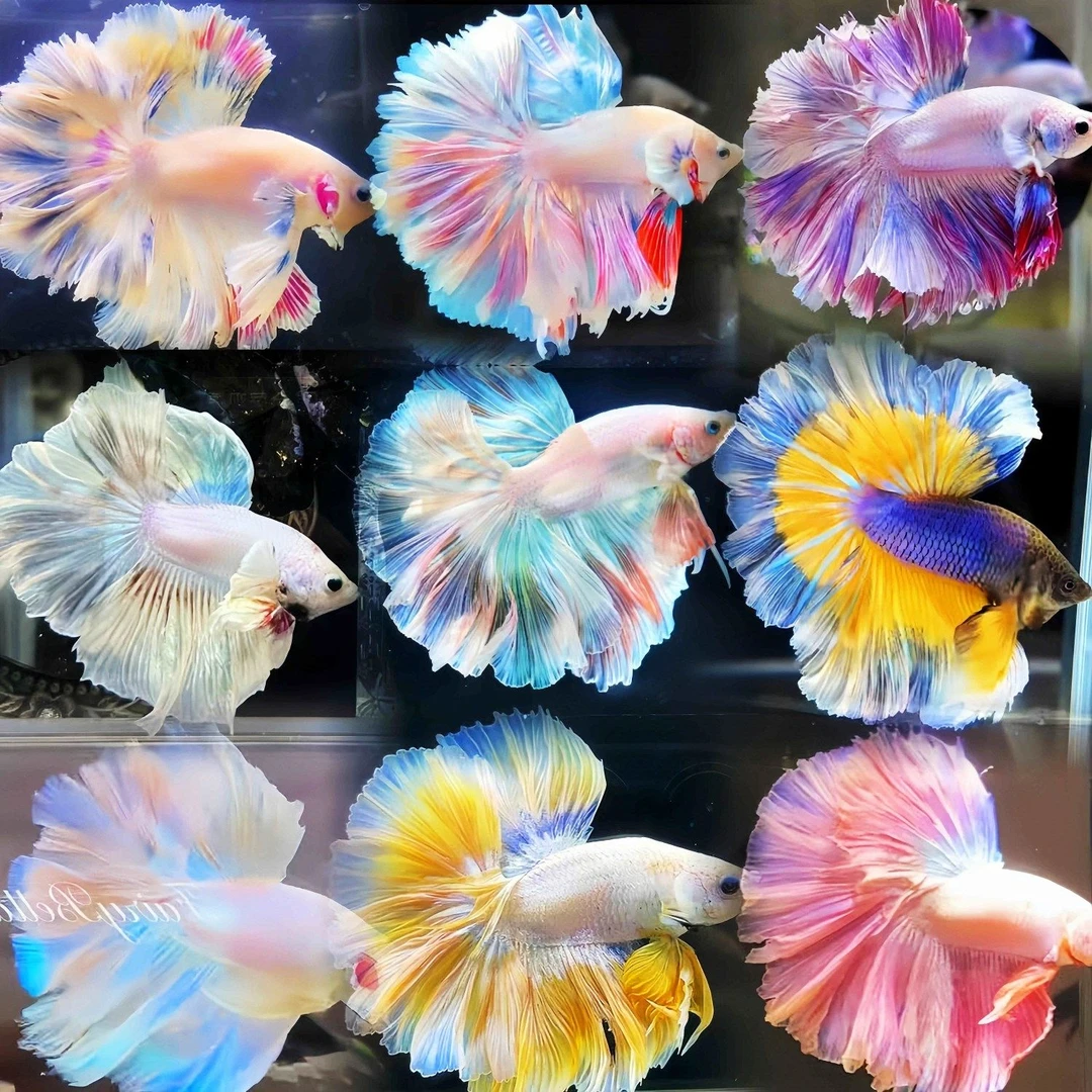 泰国斗鱼超尾彩色半月小型鱼好养活桌面宠物热带观赏鱼「超萌好物」