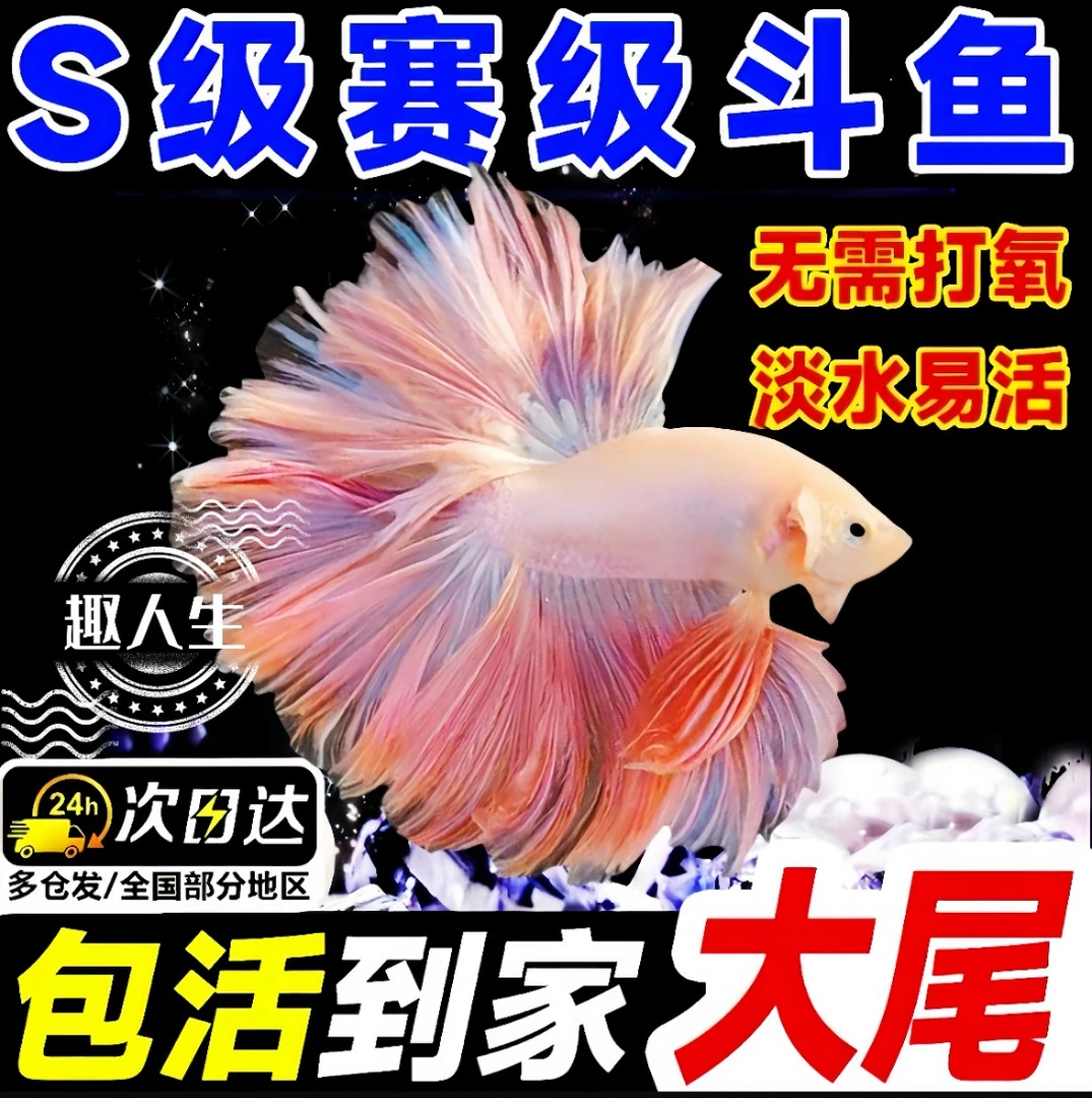 泰国斗鱼白仙子大尾巴半月公粉白超美斗鱼小型热带观赏鱼好养耐活