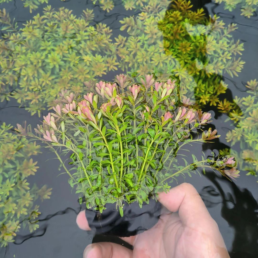 谷精百叶陀草后景草懒人水草